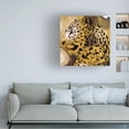 thumbnail image 3 of Jennifer Paxton Parker 'Leopard Portrait I' Canvas Art, 3 of 3