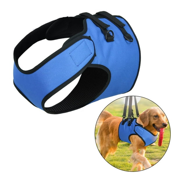 Belt for puppy 2025