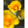 thumbnail image 3 of Nourock, Jonathan 12x14 Black Modern Framed Museum Art Print Titled - California Poppy I, 3 of 5