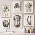 thumbnail image 1 of 2 piezas de arte de anatomía humana Vintage cuadro de pared médica esqueleto muscular póster Vintage arte de lona nórdica marco de decoración moderna para el hogar no incluido, 1 of 2