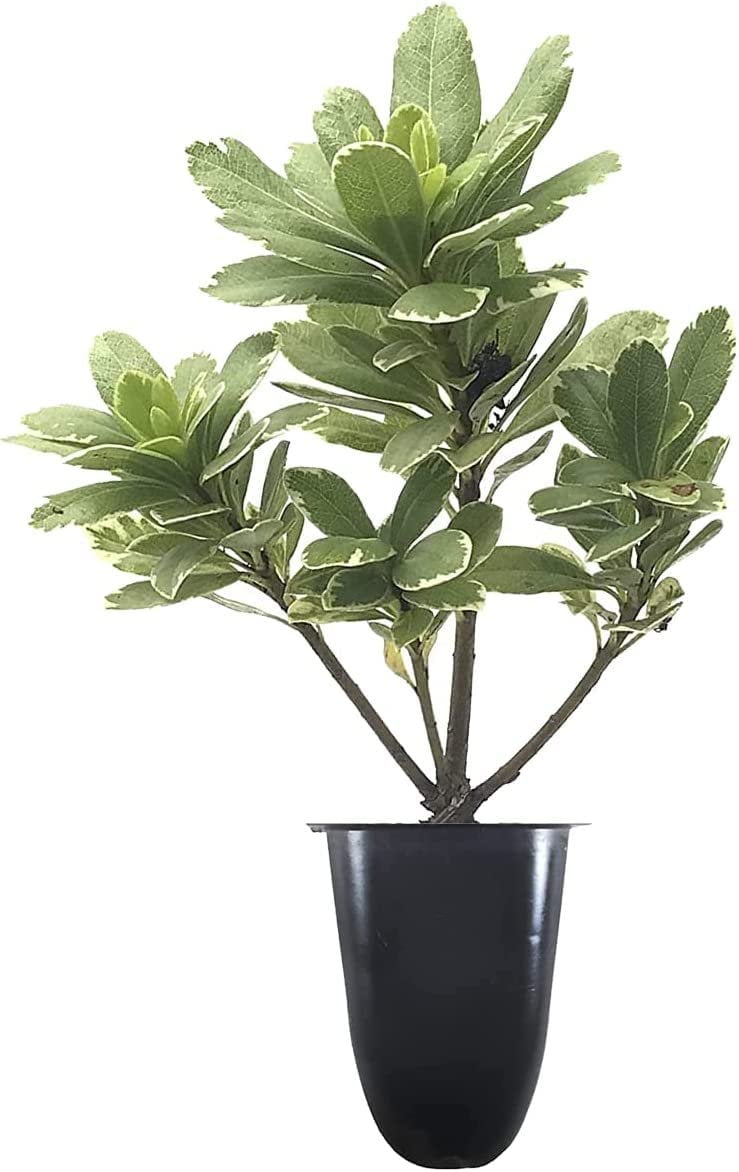 Variegated Pittosporum  10 Live Plants  Pittosporum Tobria Variegatum  Evergreen Border Accent Hedge Shrub