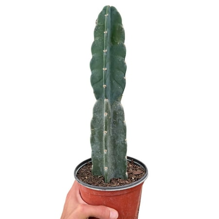 Succulent Cereus Cuddly Cactus, 6" Pot, Indoor Houseplant, Easy Care, Live Plant for Indoor & Outdoor