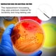 thumbnail image 2 of 1 Juego de varillas de inoculación para experimentos biológicos con bacterias, 2 of 7