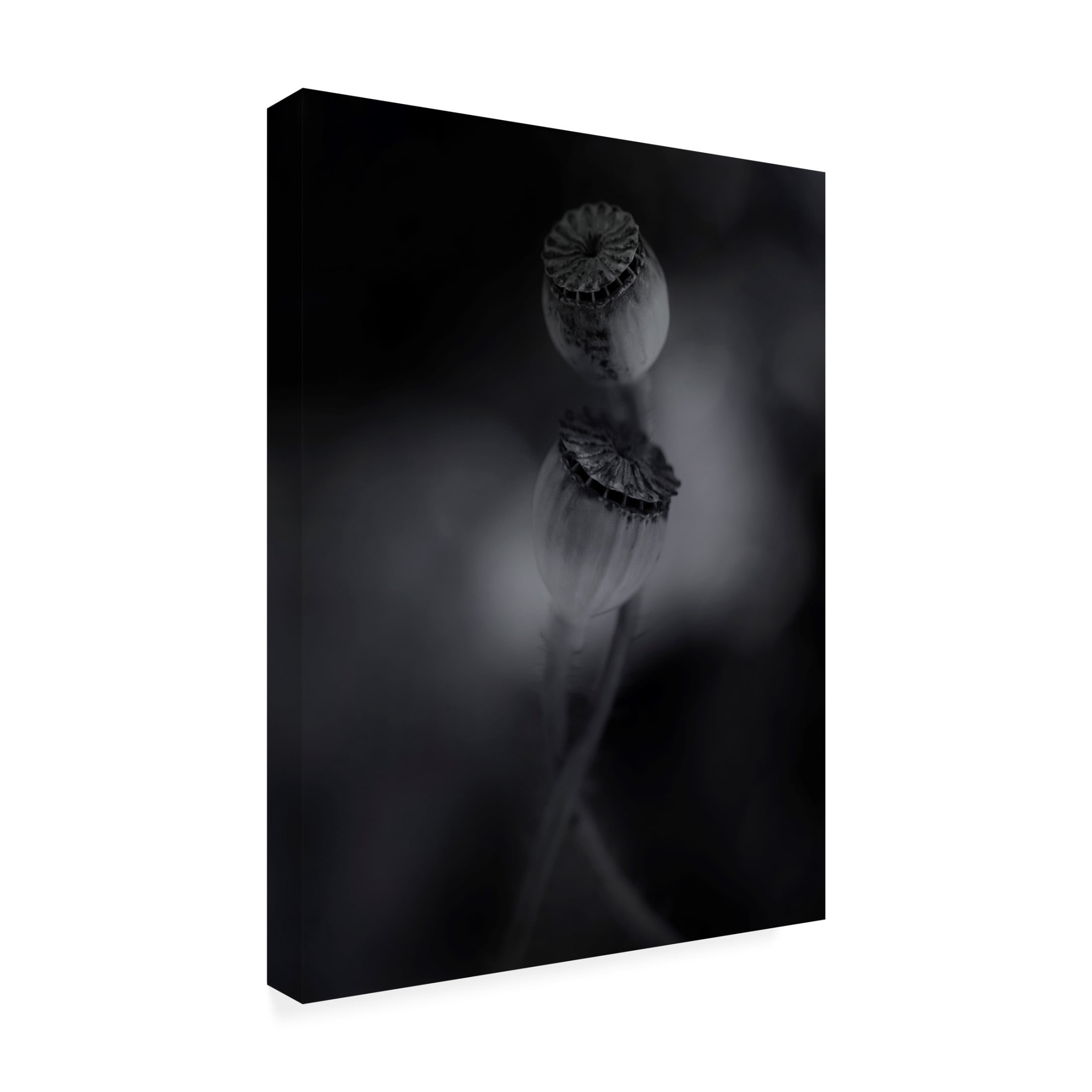 Canvas Wall Art - Lotte Gronkjar 'Old Poppies' Wall Art for Living Room, Bedroom, or Office Décor by Trademark Fine Art - 14 x 19 Inches