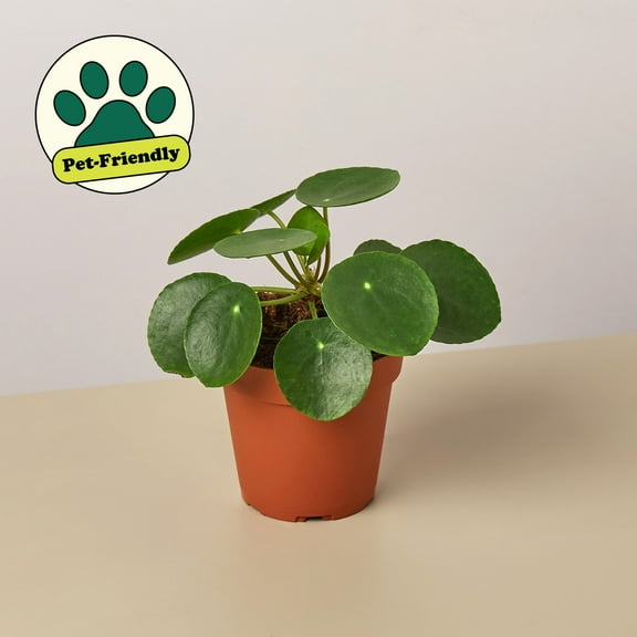 Pilea Peperomioides 'Chinese Money', 3" Pot, Indoor Houseplant, Easy Care, Live Plant for Indoor & Outdoor