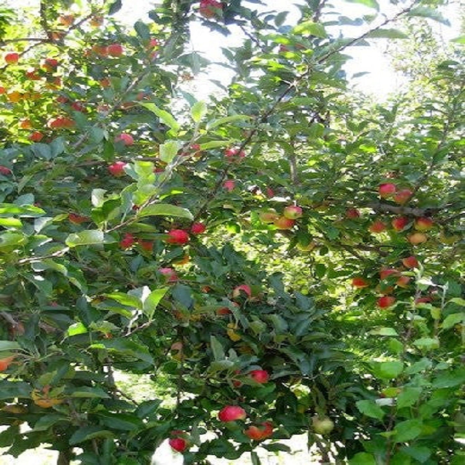 Expert Gardener 2-3 ft tall Red Delicious Apple Live Tree in 5-Gallon Grower Pot