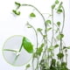 thumbnail image 4 of Clips Para Accesorios De Plantas Trepadoras, Clips Adhesivos Para Enredaderas De Jardín, Soporte Fijo Para Enredaderas De Pared 50 Uds. Scienceny HA040587-02, 4 of 6
