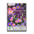 thumbnail image 5 of Aster Rainbow Mix Flower Seeds for Planting, 300+ Seeds Per Packet Non GMO Seeds, Botanical Name Callisteephus chinensis, Great Home Garden Gift, 5 of 6