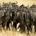 thumbnail image 2 of Wildebeest Masai Mara Kenya Wall Mural by Wallmonkeys Peel and Stick Graphic (24 in H x 24 in W) WM85164, 2 of 4