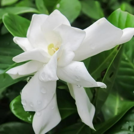 Frost Proof Gardenia Live Plant in 2.5" Grower Pot (1 Count)