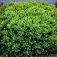 thumbnail image 5 of Carissa Holly I 1 Large Gallon Size Plant I Ilex Cornuta I Live Dense Evergreen Shrub for Hedging, Borders, and Ornamental Landscaping, Glossy Leaves and Red Berries, 5 of 7