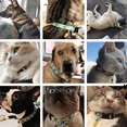 thumbnail image 5 of Collares para gatos, Collares para perros, Correas para gatos, Correas para perros, Collares para perros pequeños, Collares para perros medianos,, 5 of 5