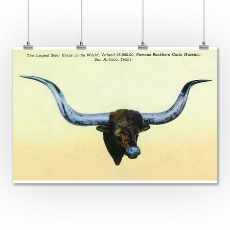 San Antonio Texas Buckhorn Curio Museum Largest Steer Horns In