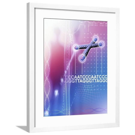 Make a sketch of a chromosome and label the telomeres