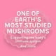 thumbnail image 4 of Cápsulas Supplement Host Defense Turkey Tail, 60 unidades, 4 of 4