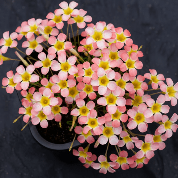 Light Pink Oxalis Flower Plant 4-5'' Tall, Oxalis Plant, Live Flowers Plants, Perennial Flower Plants for Indoor and Outdoor Garden