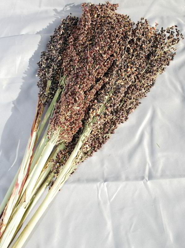 Dried Broom Corn Decorative Black 8 oz . 3 5 stems Length about