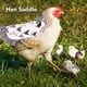 thumbnail image 3 of Silla de Montar Para gallina ANGGREK Protector de Alas de pollo 6 piezas Protección completa, 3 of 7