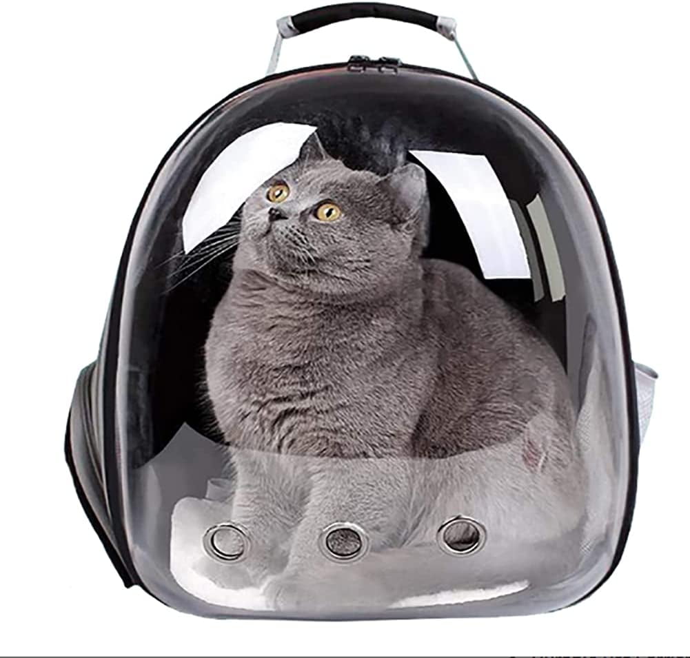 cat with knapensacark