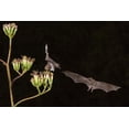 thumbnail image 2 of Jaynes Gallery 24x17 Black Ornate Wood Framed with Double Matting Museum Art Print Titled - Arizona-Santa Cruz County Bats feed on yucca nectar, 2 of 4