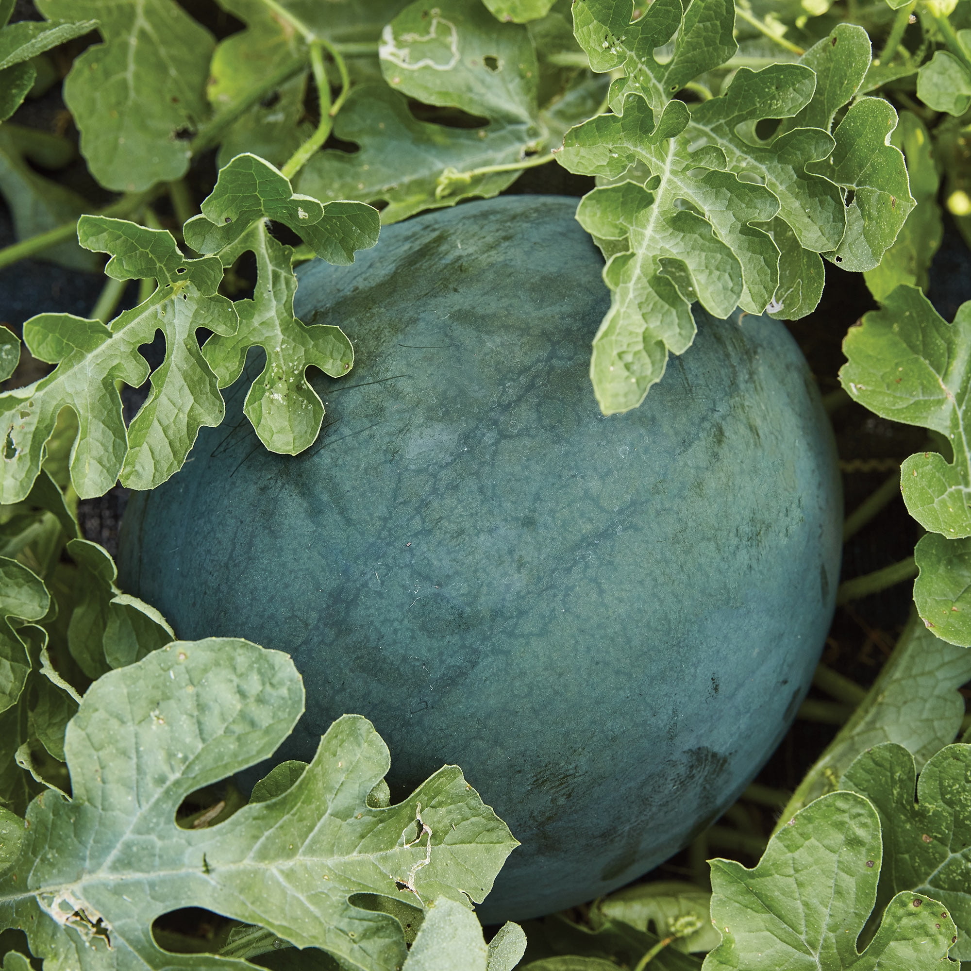 Burpee Bush Sugar Baby Watermelon Vegetable Seed, 1-Pack