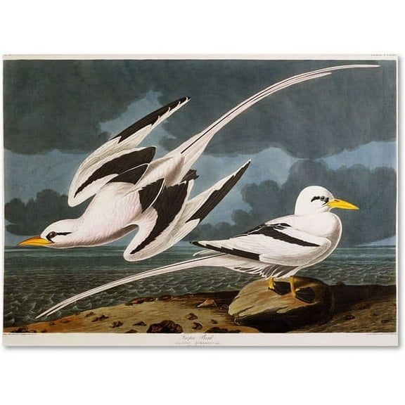 Trademark Fine Art John James Audubon Tropic Bird Canvas Wall Art - 14x19