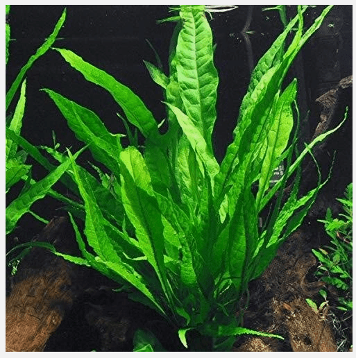 Java Fern on Half Mat – Live Aquarium Plant for Freshwater Tanks, Easy Low Light Plant