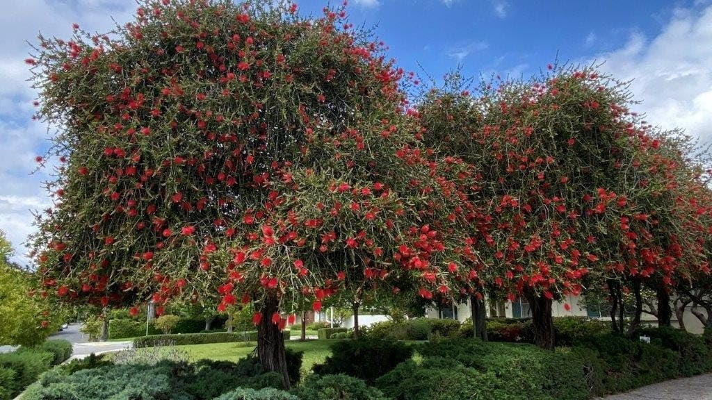 Bottlebrush Red Cluster  3 Live Quart Size Plants  Callistemon citrinus  Perfect for Gardens & Landscaping  Easy to Grow & Low Maintenance Vibrant Shrub
