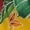 Yellow, variant on Hawaiian Pa'u Hula Skirt, Hawaii Dance Skirts For Women, Hibiscus Flower