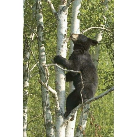 Black Bear Cub In A Tree Journal 150 Page Lined Notebook