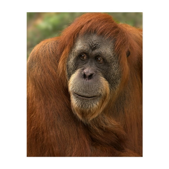 Orangutan - Photography Wildlife Animal Nature Portrait Jungle Woods Wilderness Unframed Wall Art Print 6 x 8 inches