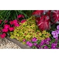 thumbnail image 5 of Better Homes & Gardens 1PT Fancy Leaf Geranium Live Annual Plant Sun 6-Pack, 5 of 7