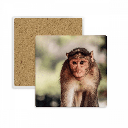 

Monkey m Animal Square Coaster Cup Mat Mug Subplate Holder Insulation Stone