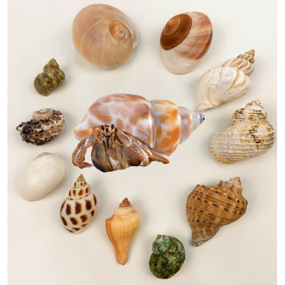 GIXUSIL 12Pcs Saltwater Hermit Crab Shells Supplies - GIXUSIL Growth Turbo Conch 1.6"-3.2" - Growth Turbo for Small to Medium/Large Crabs - Natural Sea Shell for Beach Decor (Random Shape)