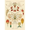 thumbnail image 2 of Haeckel, Ernst 11x14 Gold Ornate Wood Framed with Double Matting Museum Art Print Titled - Haeckel Nature Illustrations: Crustaceans, 2 of 4
