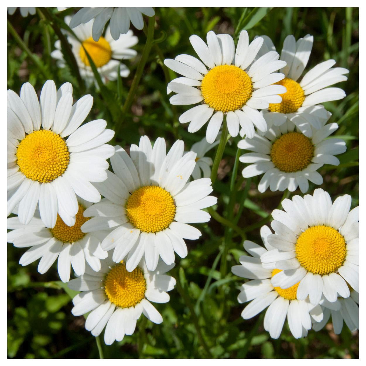 Everwilde Farms - 1 lb Ox Eye Daisy Garden Flower Seeds - Gold Vault Bulk Seed Packet