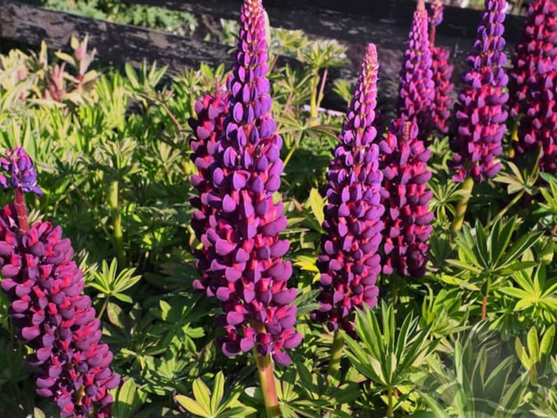 30 Seeds Masterpiece Lupine Seeds Lupinus Heirloom Flower Native Wildflower Pollinator Friendly Perennial