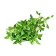 thumbnail image 3 of 150 Creeping WINTER SAVORY Satureja Montana Herb Pink Flower Seeds, 3 of 9