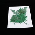 thumbnail image 4 of 12 hojas de artemisia prensadas y secas para manualidades. Teñido de verde, 4 of 7