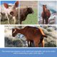 thumbnail image 3 of HEALEEP Herramienta De Medición De Peso Para Ganado Y Animales Compacto Azul, 3 of 7