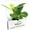 3 Plants, variant on Fiddle Leaf Fig - 5 Live Plants in 4 Inch Pots - Ficus Lyrata - Beautiful Easy to Grow Air Purifying Indoor Plant