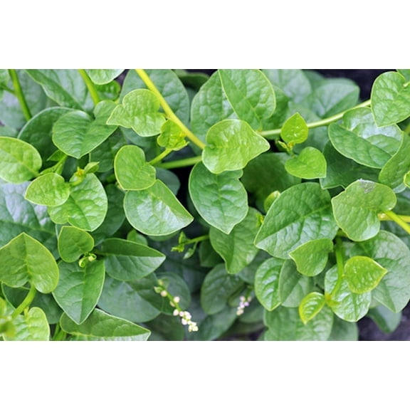 Seed Pack = Basella alba -20 seeds Indian Malabar Spinach Asian cuisine Tasty Leaves Greenhouse Tropical Gardening Patio Plant=Serendipity Seeds