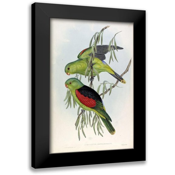 Gould, John 11x14 Black Modern Framed Museum Art Print Titled - Red Winged Lory