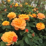 Good As Gold Hybrid Tea Rose by Heirloom Roses - Orange Rose Bush