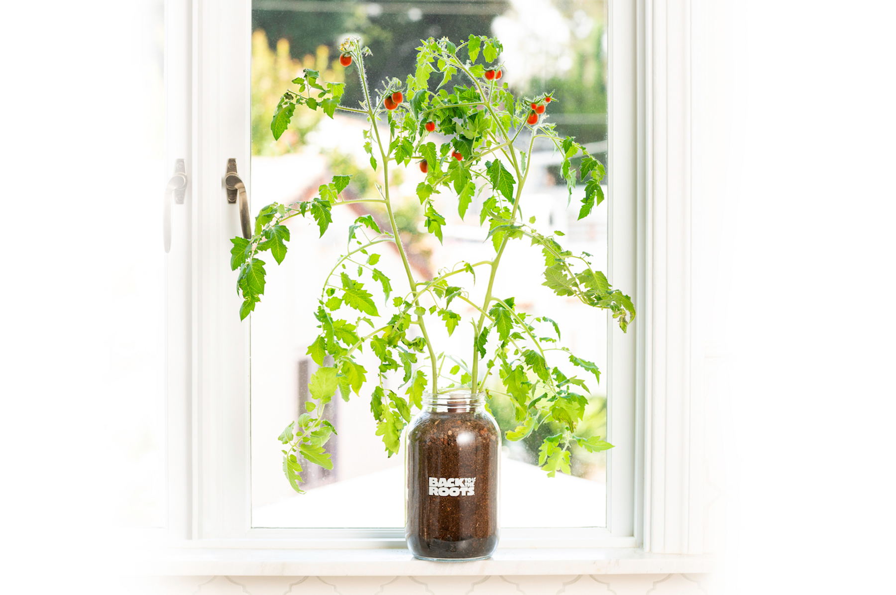 Back to the Roots Windowsill Red Cherry Tomato Planter, Grow Kit - image 4 of 10