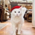 thumbnail image 6 of Pet Beret Hat For Small Medium Cats Dogs - Pink Pet Headwear With Classic Beret Design, Comfortable Felt Material - Daily Wear, Party Dress - Up, Photography Prop For Pet Lovers, 6 of 7