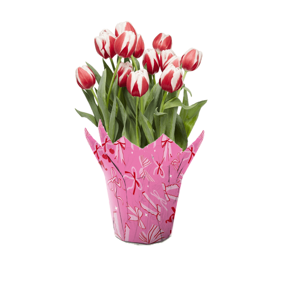 Gifts in Bloon 6 inch Bicolor Tulip Live Plants in Decorative Pot, Indirect Sun