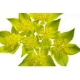 thumbnail image 6 of Seedville 100 Green Gold Bupleurum Flower Seeds, Yellowish Blooms with Blue-Green Leaves, 6 of 9