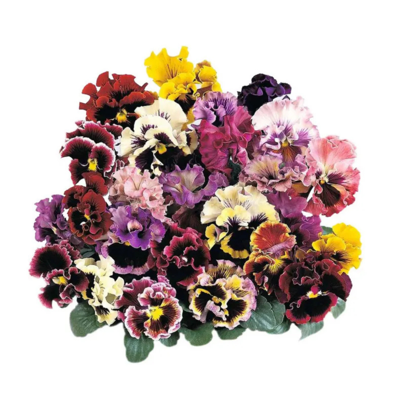 25 Frizzle Sizzle Mix Pansy Viola × Wittrockiana Seeds