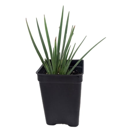 Blue-Eyed Iris Grass - Sisyrinchium - Lucerne - Indoors or Out - 2.5 Pot